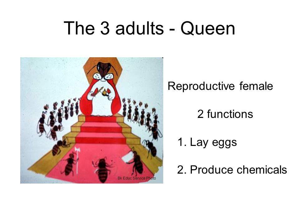 The 3 adults - Queen Reproductive female 2 functions 1. Lay eggs