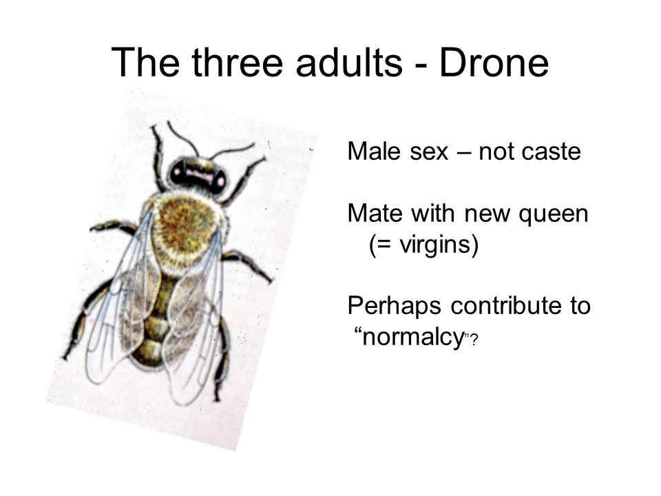 The three adults - Drone