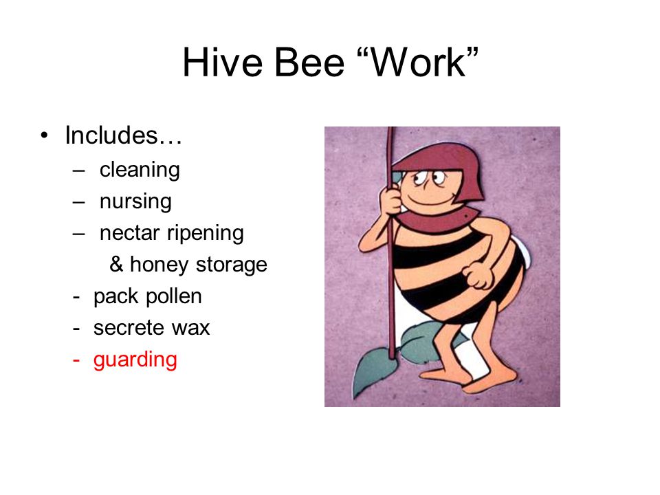 Hive Bee Work Includes… cleaning nursing nectar ripening
