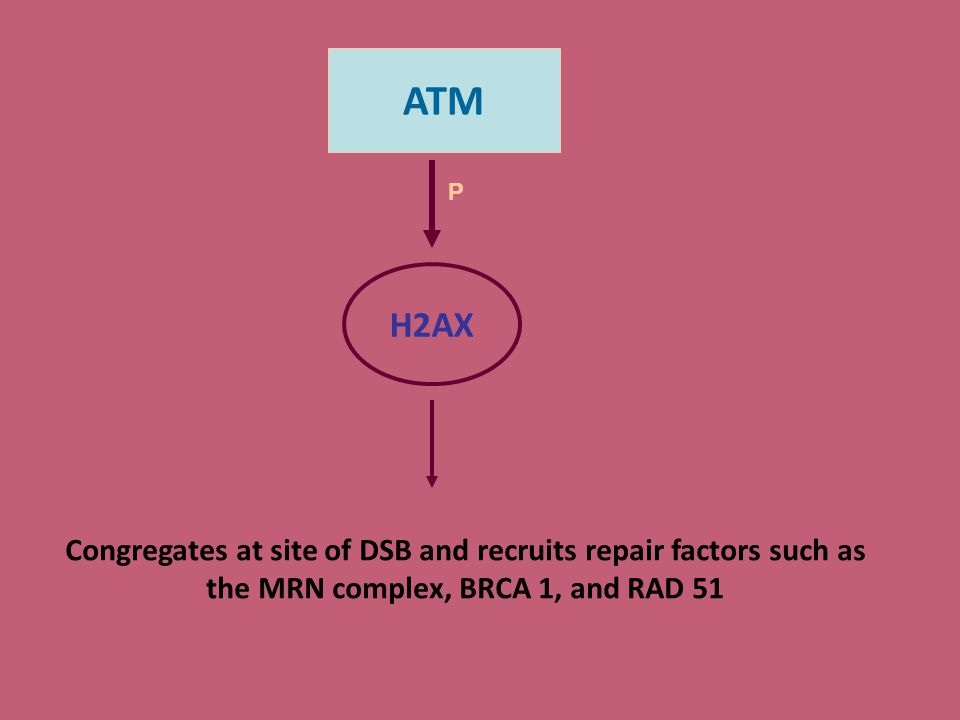 ATM P. H2AX. H2AX is a histone protein variant. Congregates at site of DSB and recruits repair factors such as.