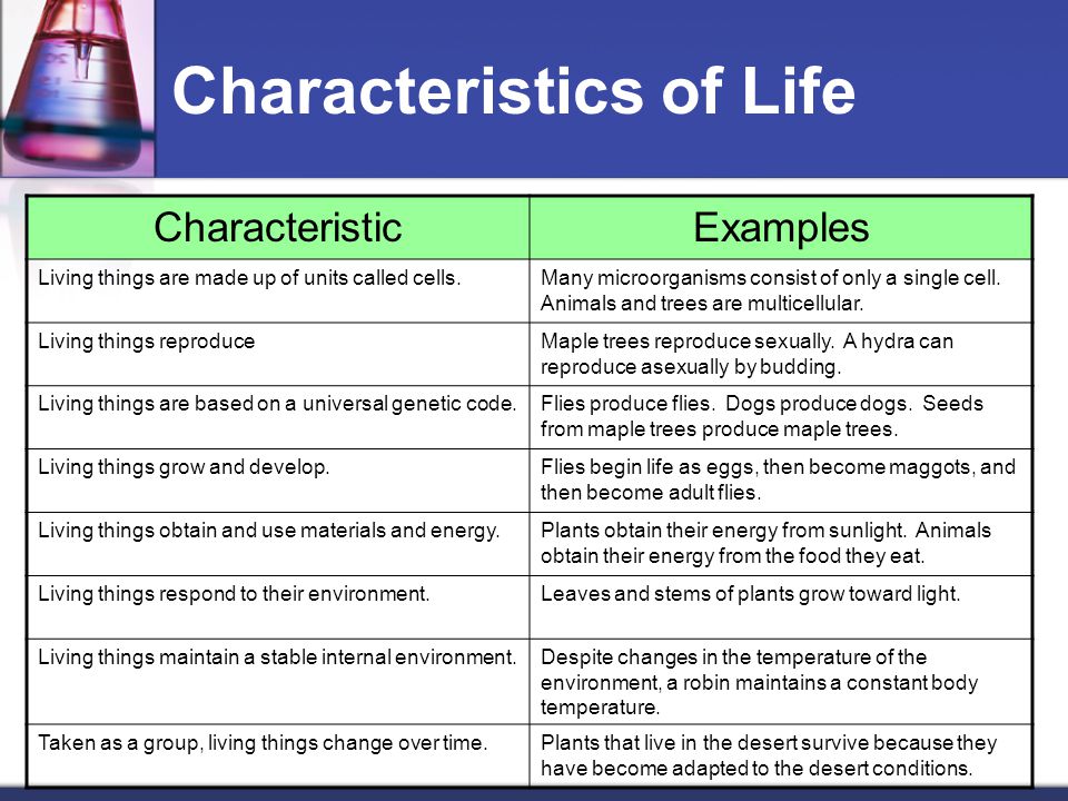 Studying Life Ppt Download