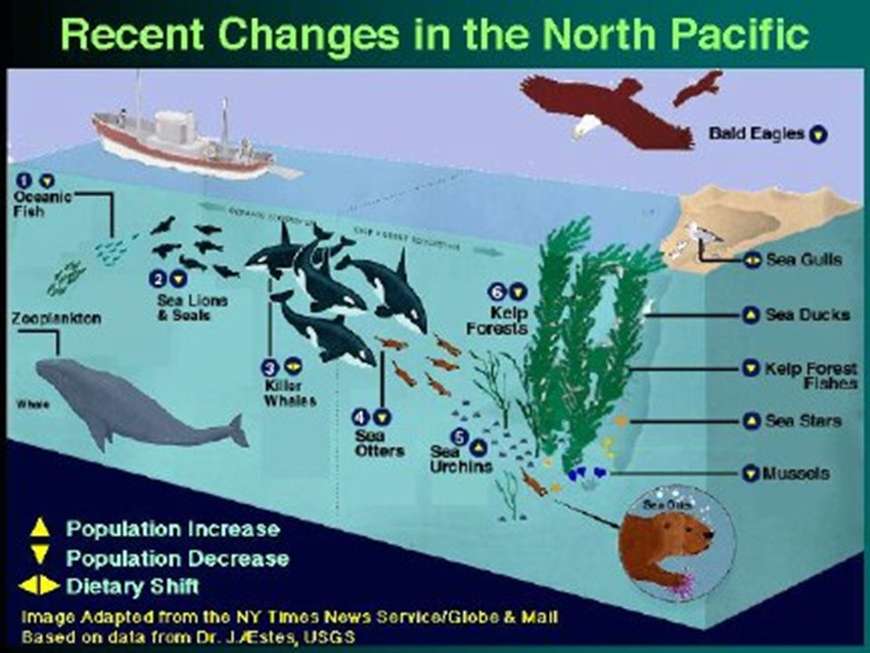 Food Web Sea Otter Food Chain
