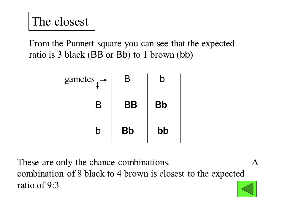 The closest From the Punnett square you can see that the expected ratio is 3 black (BB or Bb) to 1 brown (bb)