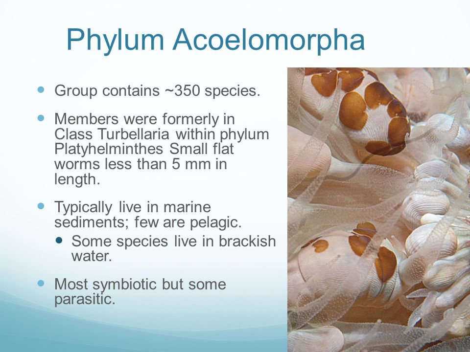 platilhelminthes acoelomorpha
