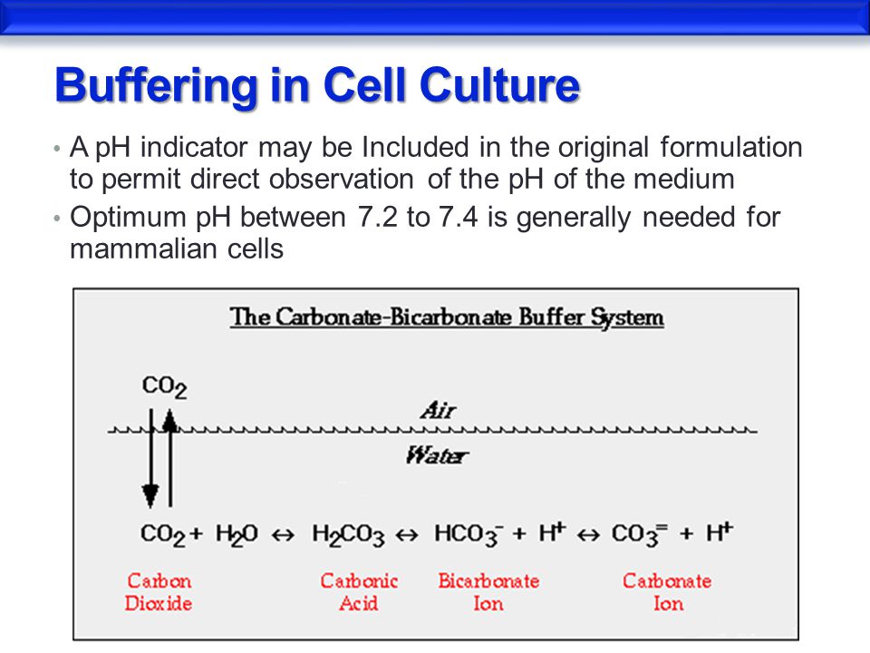 Cell Culture. - ppt video online download