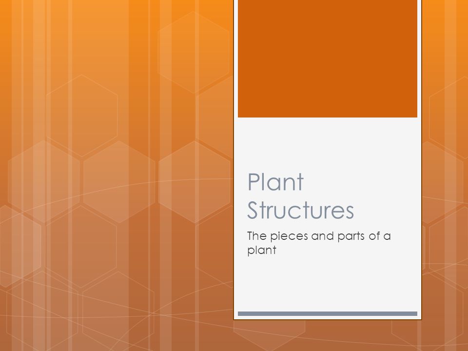 The pieces and parts of a plant