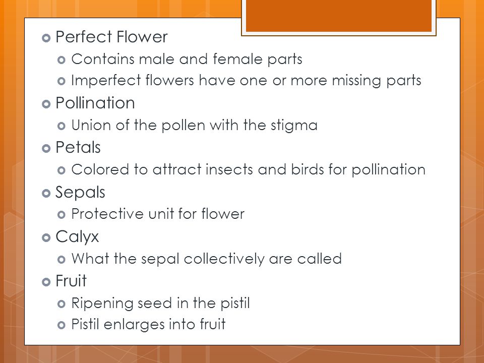 Perfect Flower Pollination Petals Sepals Calyx Fruit
