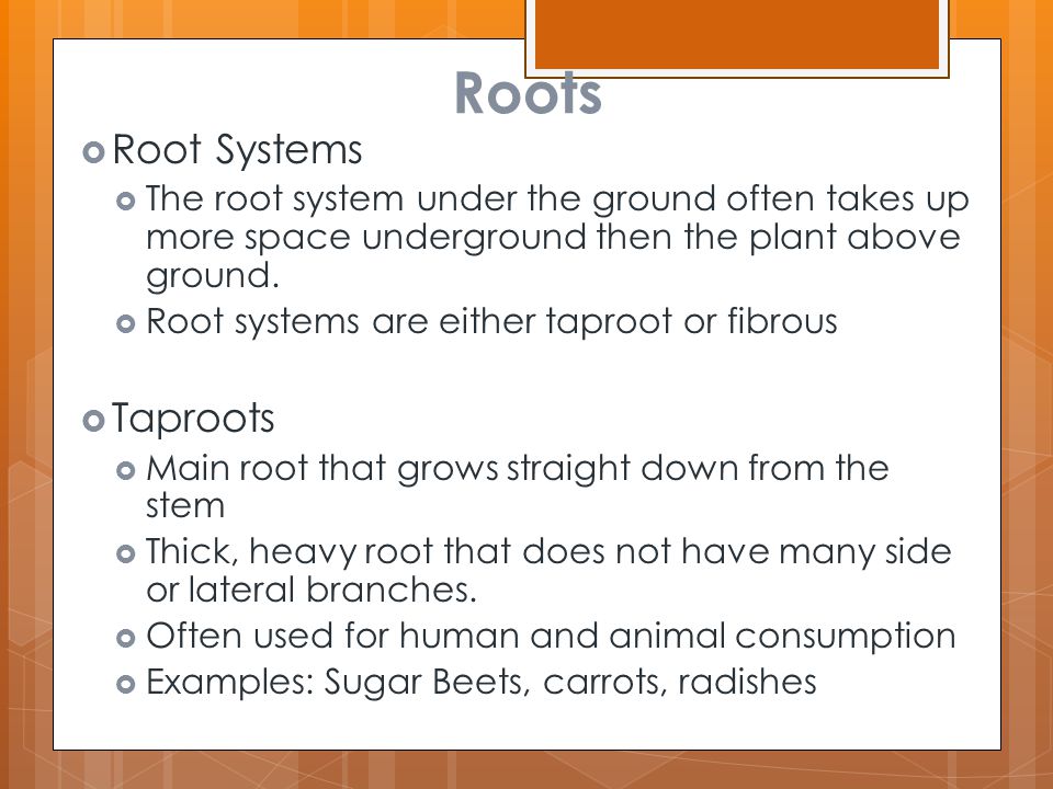Roots Root Systems Taproots