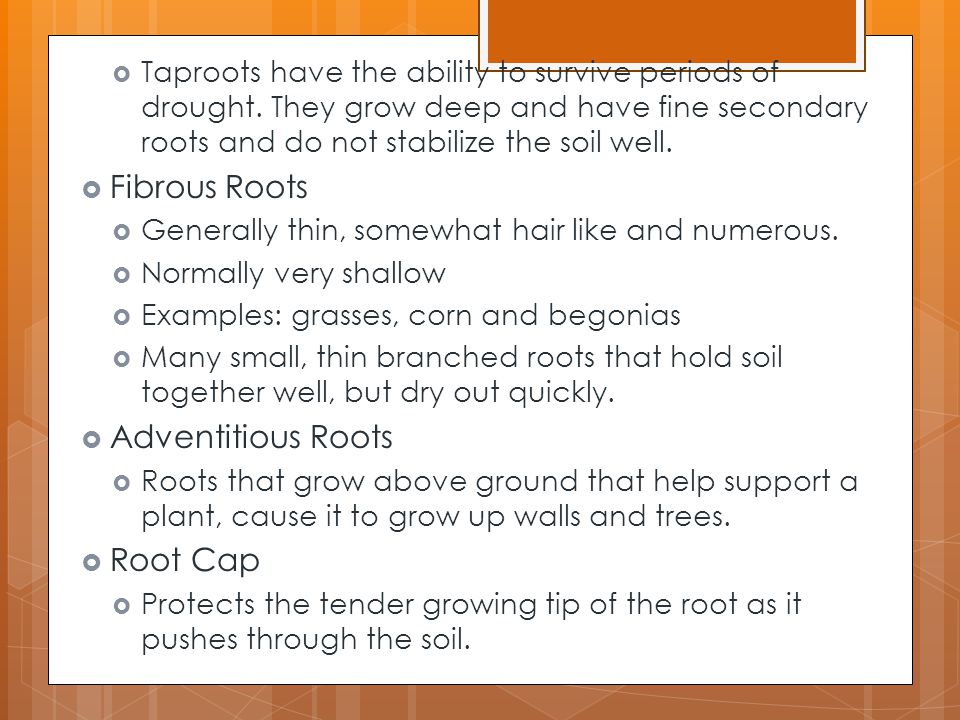 Fibrous Roots Adventitious Roots Root Cap