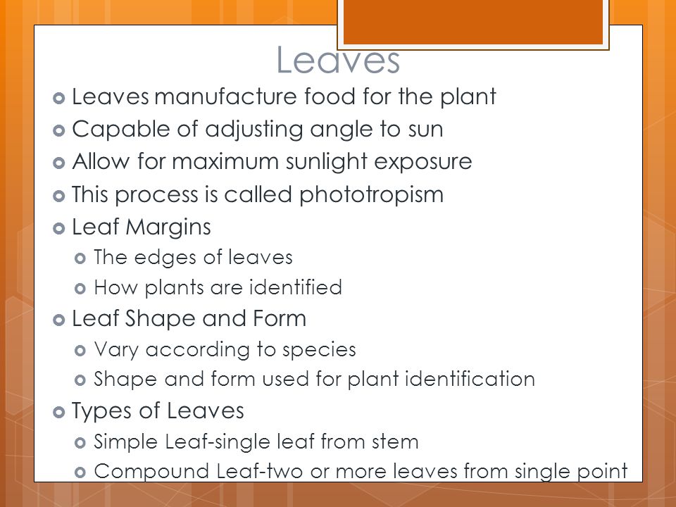 Leaves Leaves manufacture food for the plant