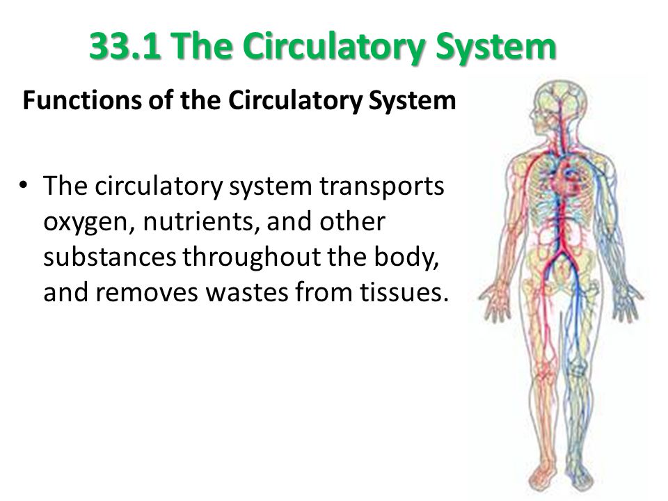33.1 The Circulatory System