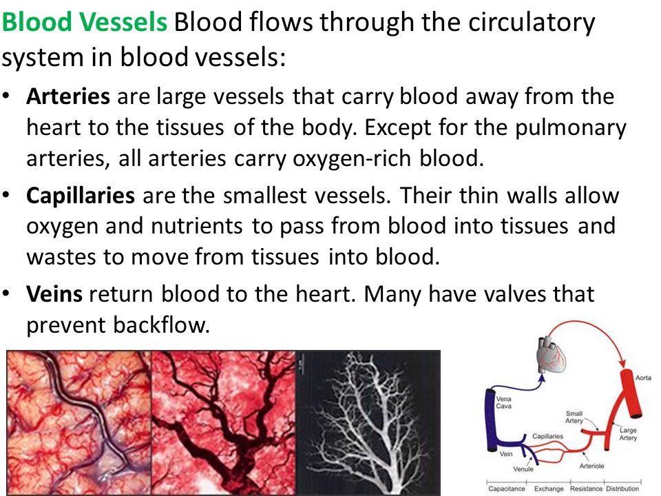 Blood Vessels Blood flows through the circulatory system in blood vessels: