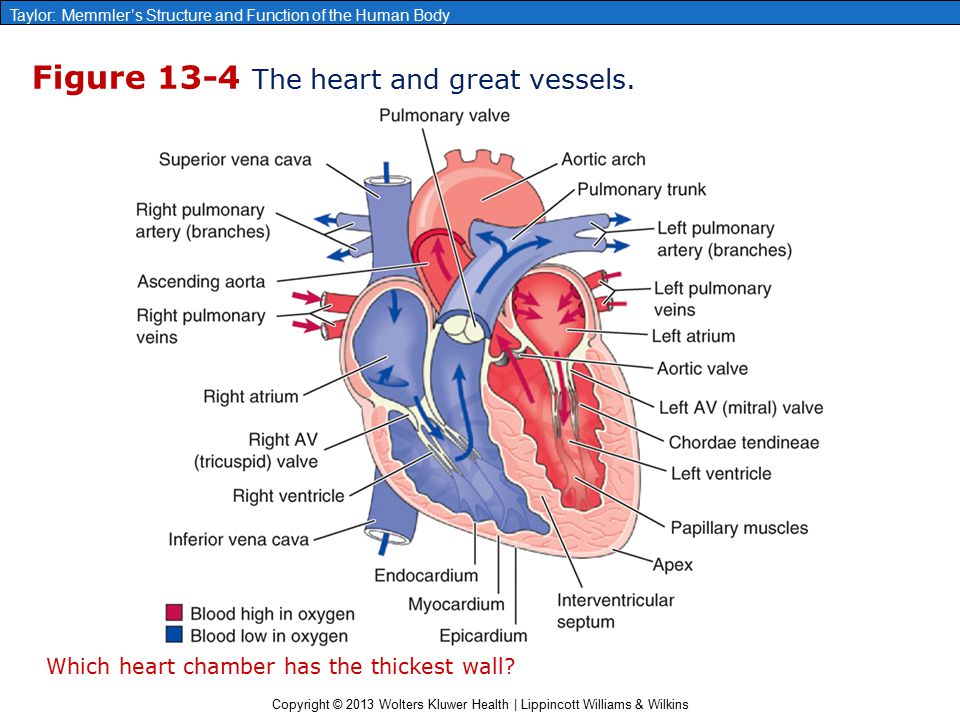 Which Chamber Of The Heart Has The Thickest Wall which-chamber-of-the-heart-has-the-thickest-wall