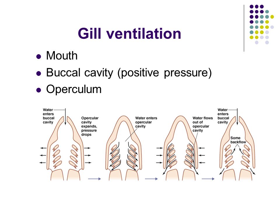 Gill ventilation Mouth Buccal cavity (positive pressure) Operculum