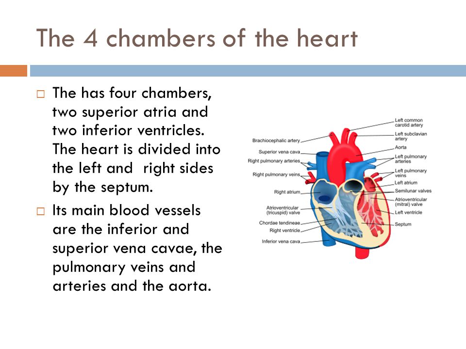 The Structure Of The Heart The Function Of The Heart Ppt Video