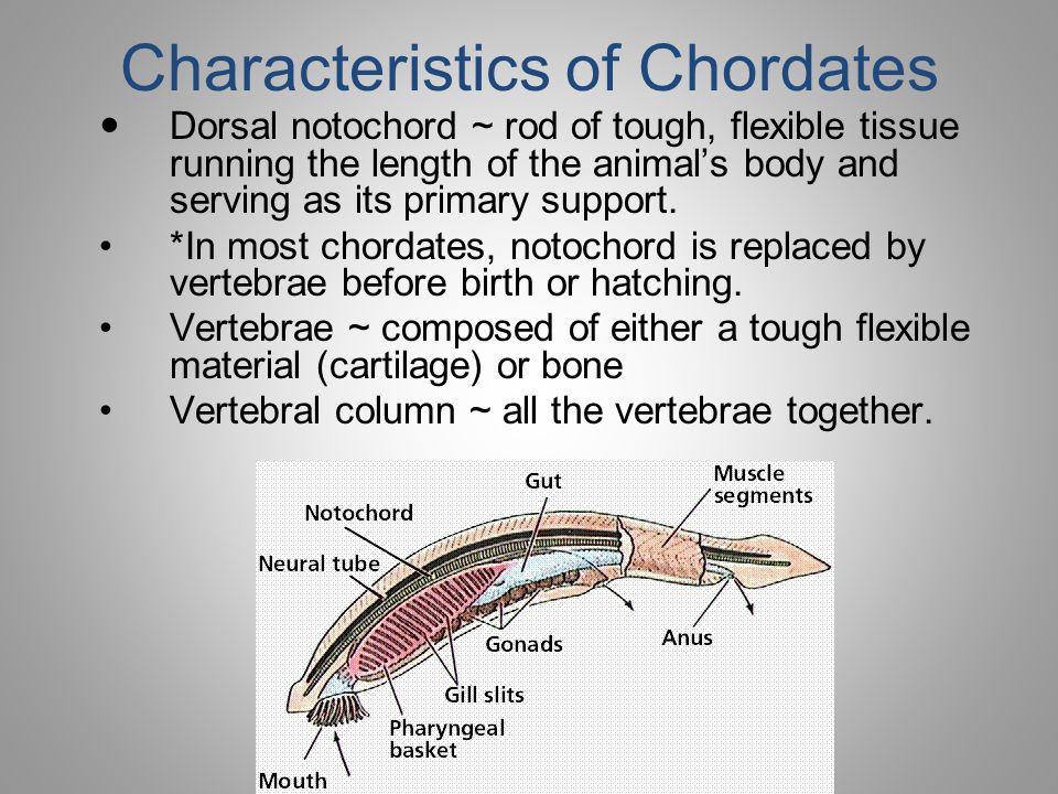 phylum chordata characteristics and examples