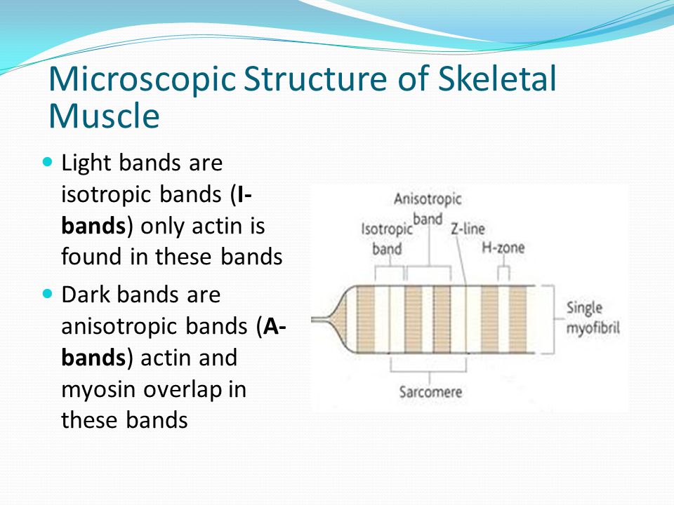 anisotropic and isotropic bands in muscles