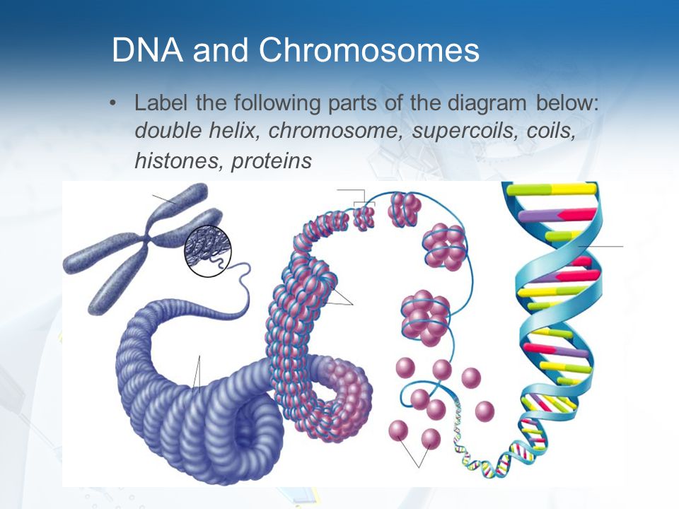 Label the following parts of dna