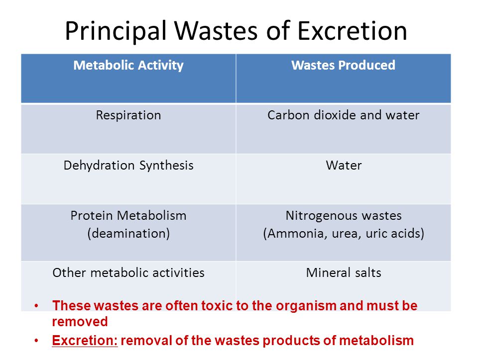waste product of protein metabolism