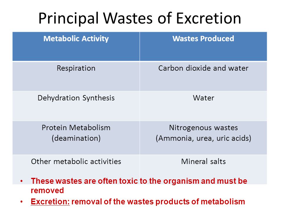 metabolic waste products examples