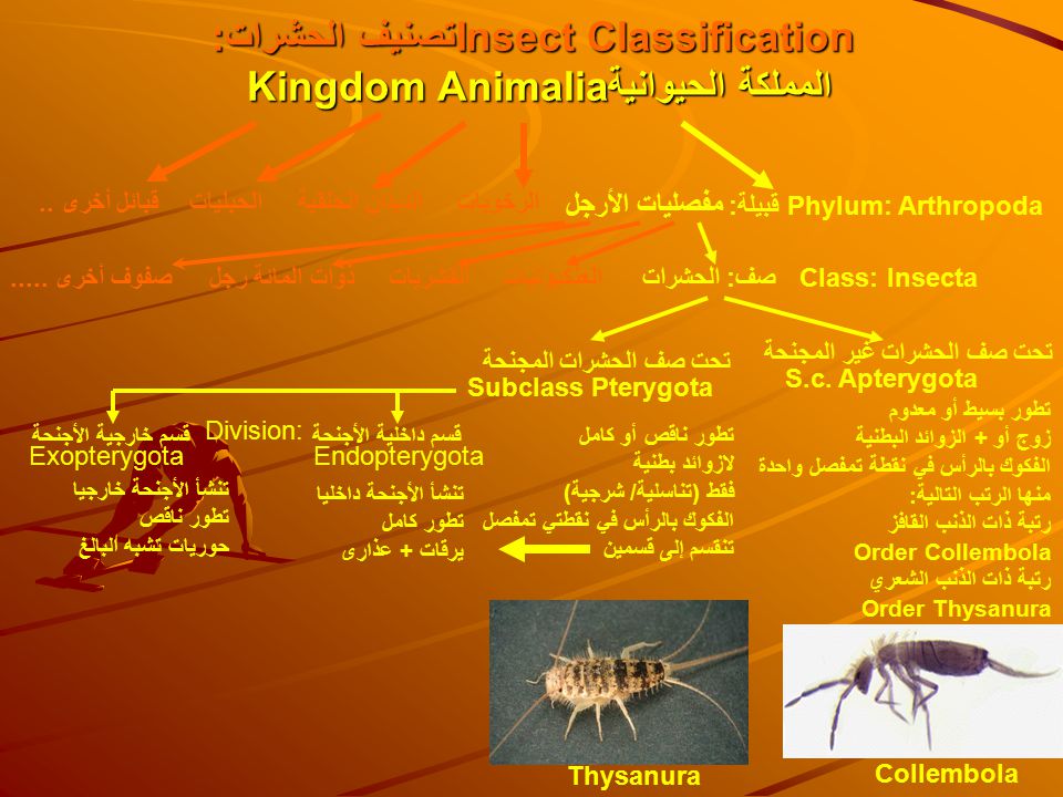 تصنيف الحشرات Taxonomy علم التصنيف - ppt video online download