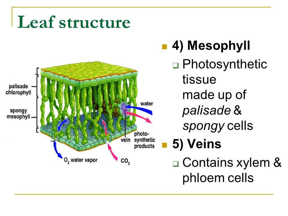 Leaf structure 4) Mesophyll