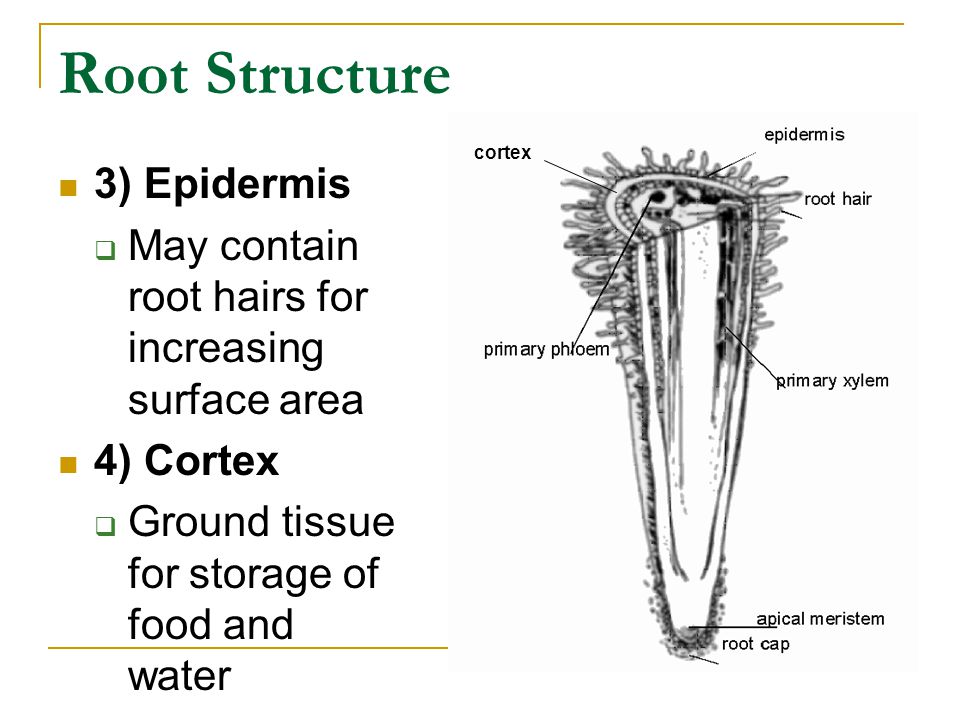 Root Structure 3) Epidermis