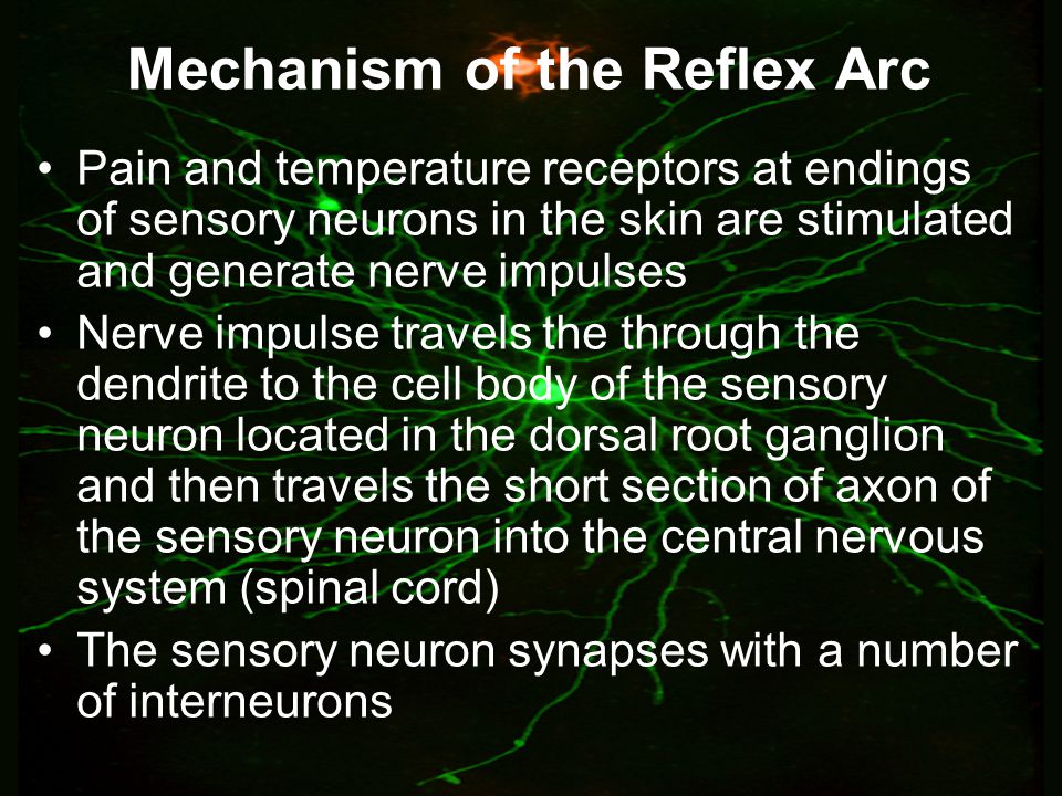 mechanism of reflex arc