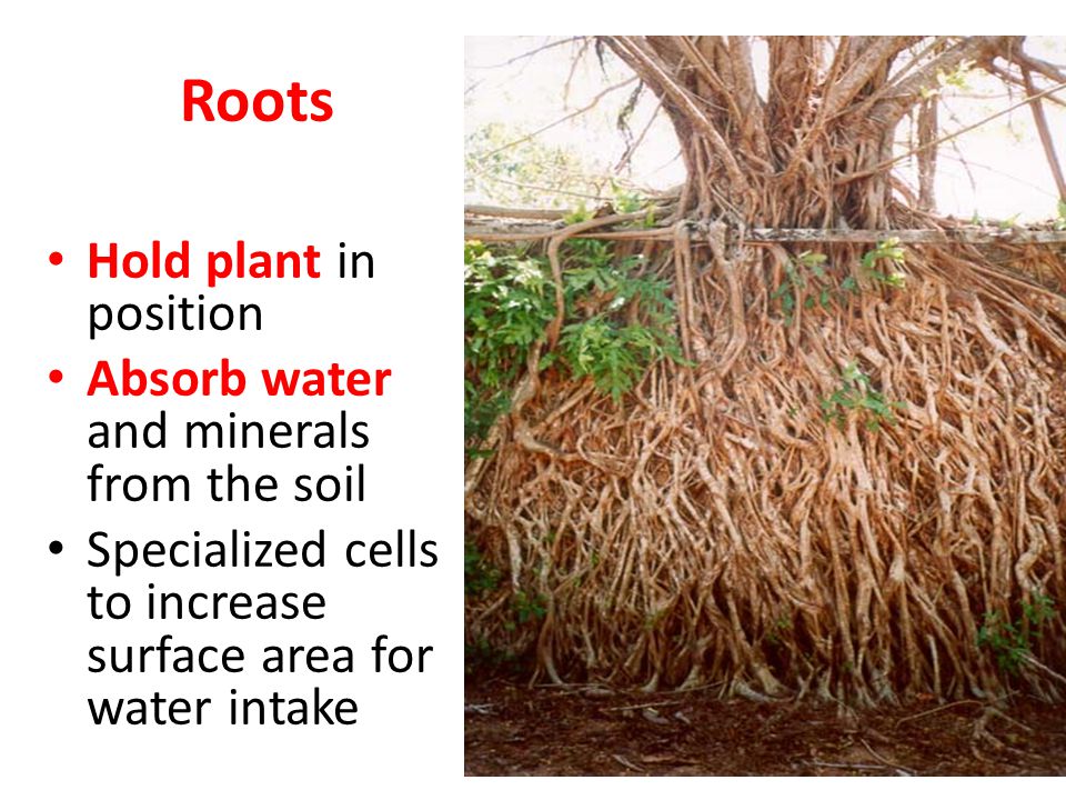 roots absorb how minerals and water ppt video parts the the Bellwork: Label of flower.