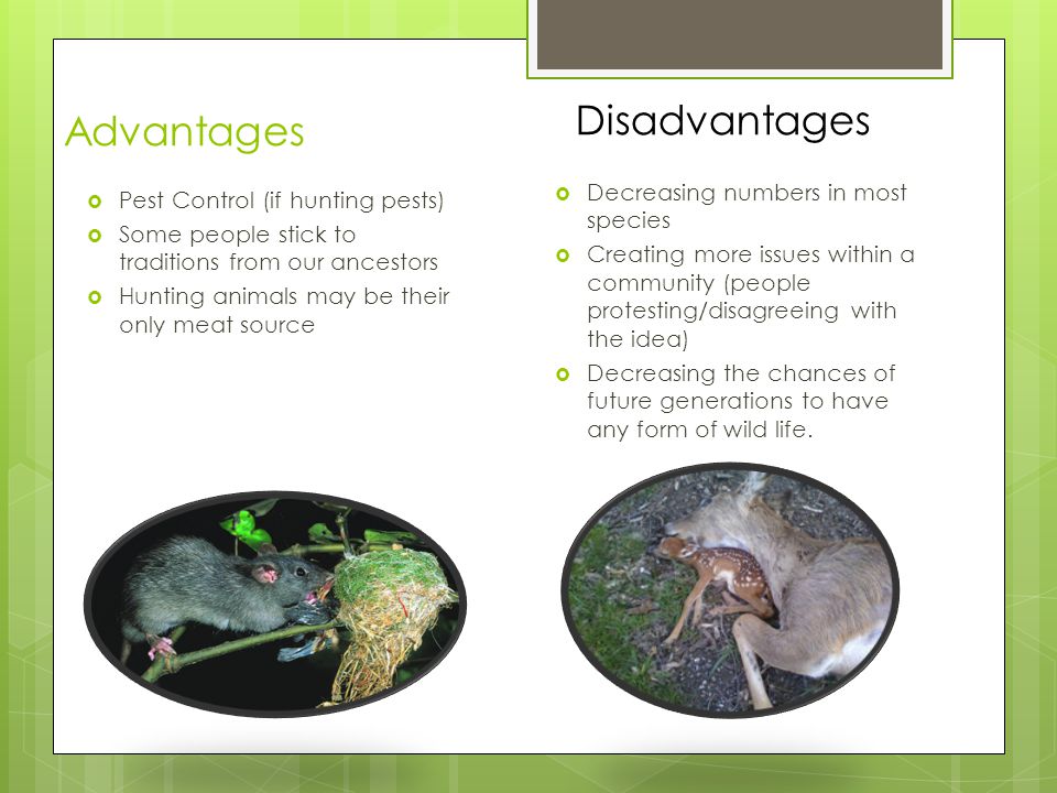 Animal Hunting Right or wrong? - ppt download Animal Hunting Right or wrong? - ppt download