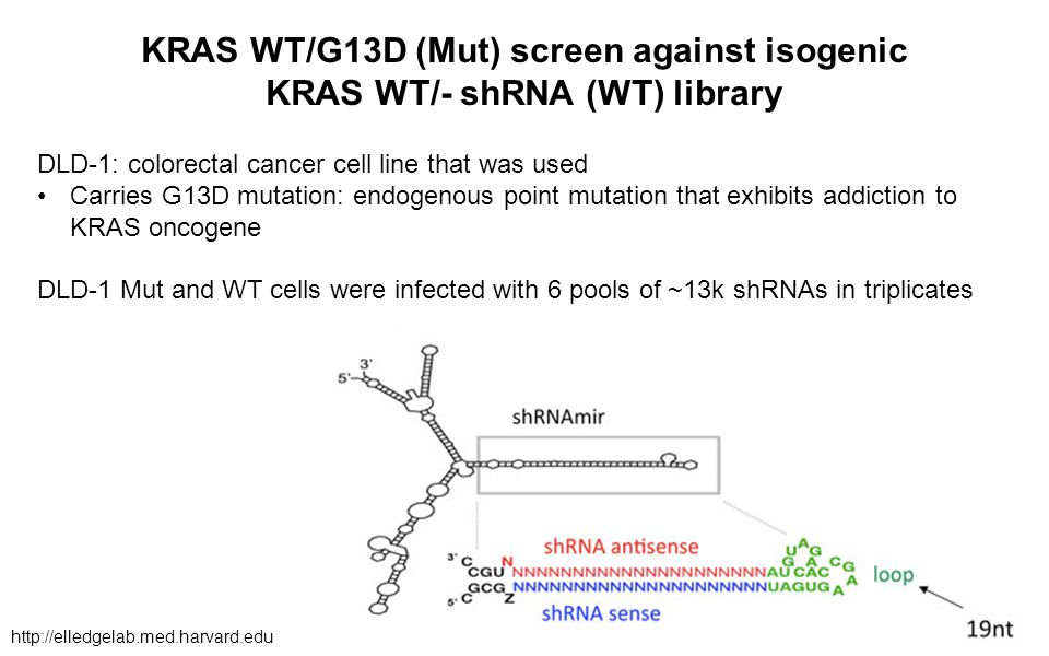 KRAS WT/G13D (Mut) screen against isogenic