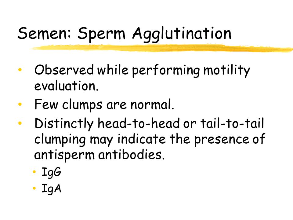 Semen: Sperm Agglutination
