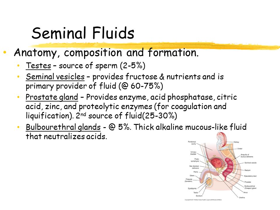 Seminal Fluids Anatomy, composition and formation.