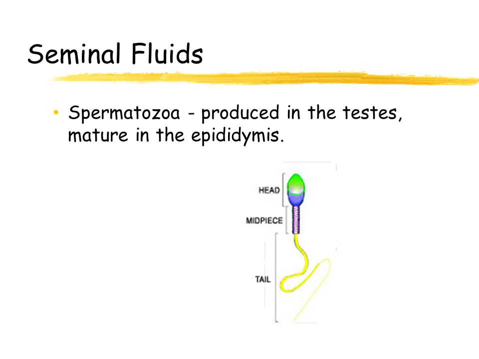 Seminal Fluids Spermatozoa - produced in the testes, mature in the epididymis.