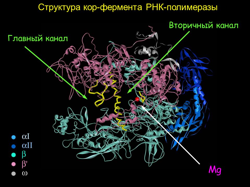 Рнк полимераза синтезирует. Кор фермент РНК полимеразы. РНК полимераза прокариот строение. РНК полимераза 3. Структура ДНК зависимой РНК полимеразы.