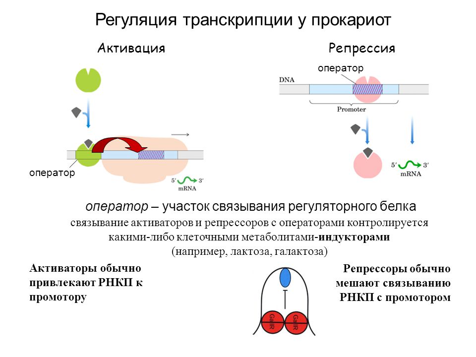 Регуляция биосинтеза белков у прокариот. Схема процесса транскрипции прокариот. Схема регуляции транскрипции у прокариот. Регуляция инициации транскрипции у эукариот. Регуляция транскрипции и трансляции у прокариот и эукариот.