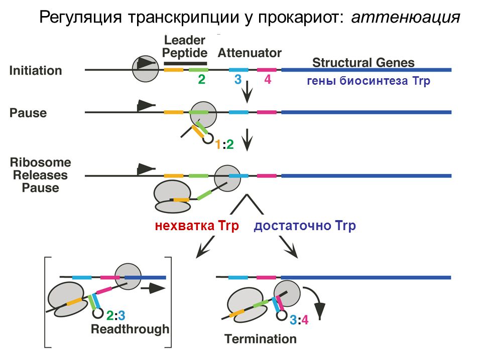 Биосинтез прокариот. Схема транскрипции у прокариот. Схема транскрипции у эукариот. Аттенюация транскрипции триптофанового оперона. Схема регуляции трансляции у эукариот.