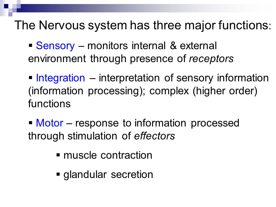 three major functions of the nervous system