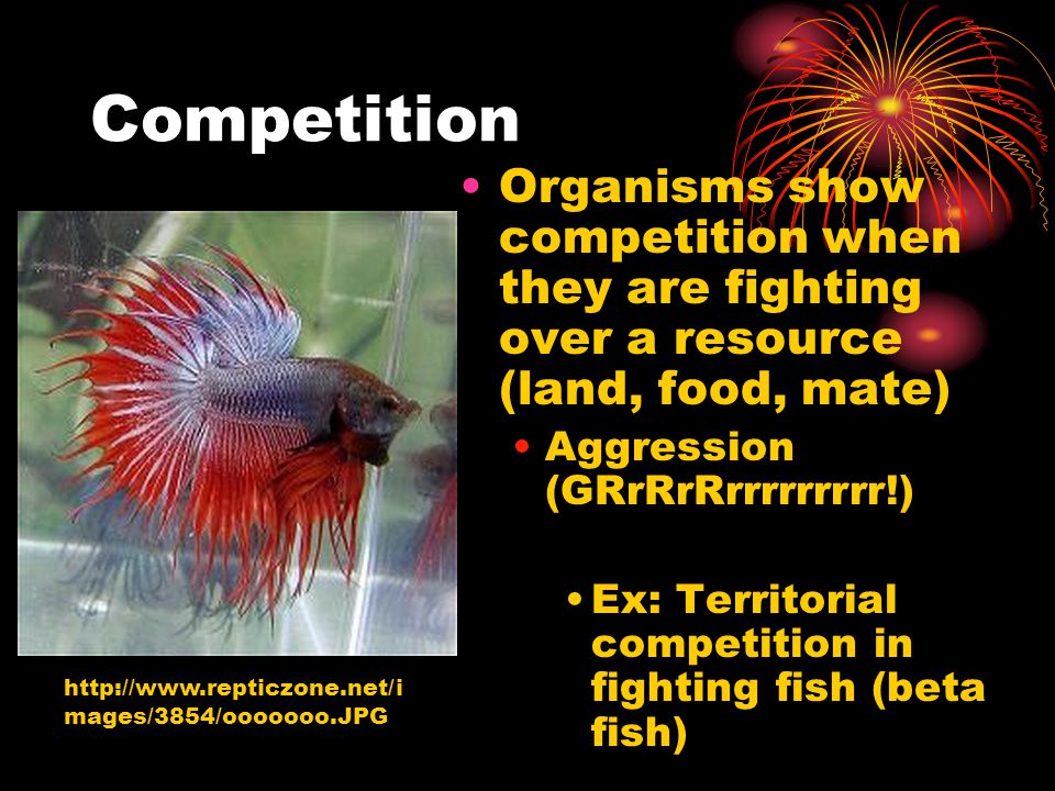 Competition Organisms show competition when they are fighting over a resource (land, food, mate) Aggression (GRrRrRrrrrrrrrr!)