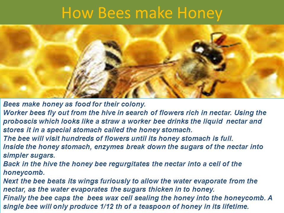 How Bees make Honey Bees make honey as food for their colony.