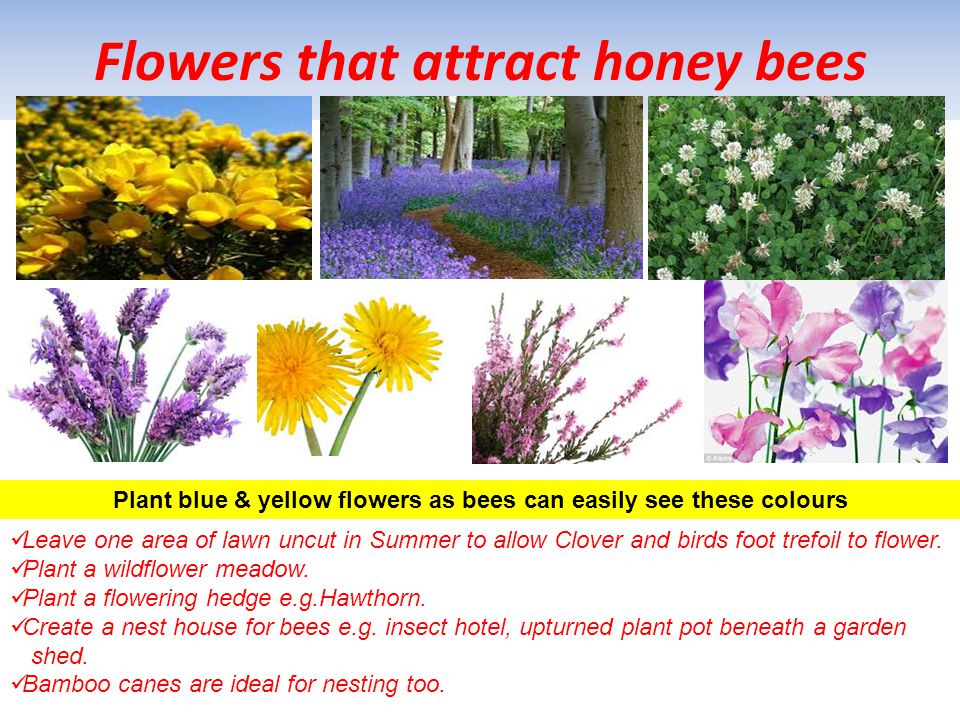 Flowers that attract honey bees
