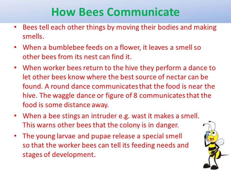 How Bees Communicate Bees tell each other things by moving their bodies and making smells.