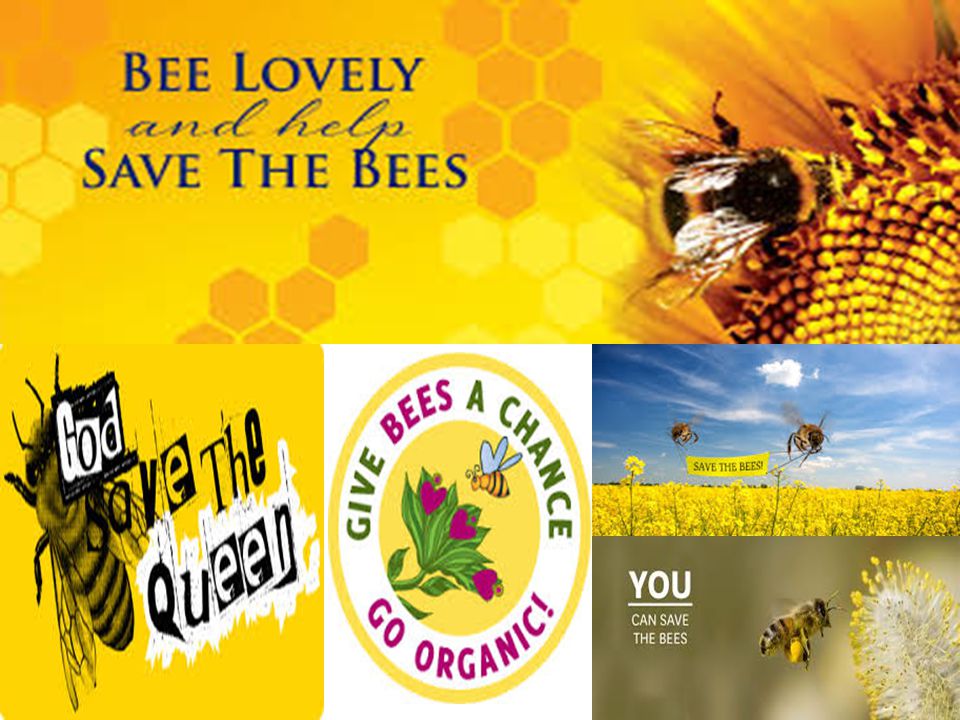 Save the Bees!