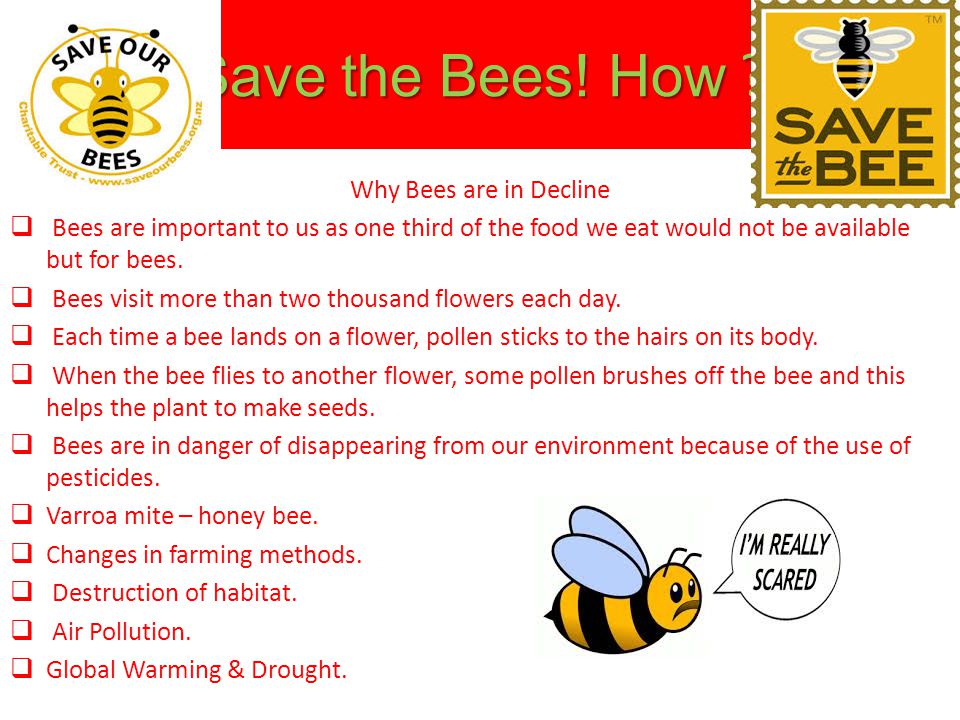 Save the Bees! How Why Bees are in Decline