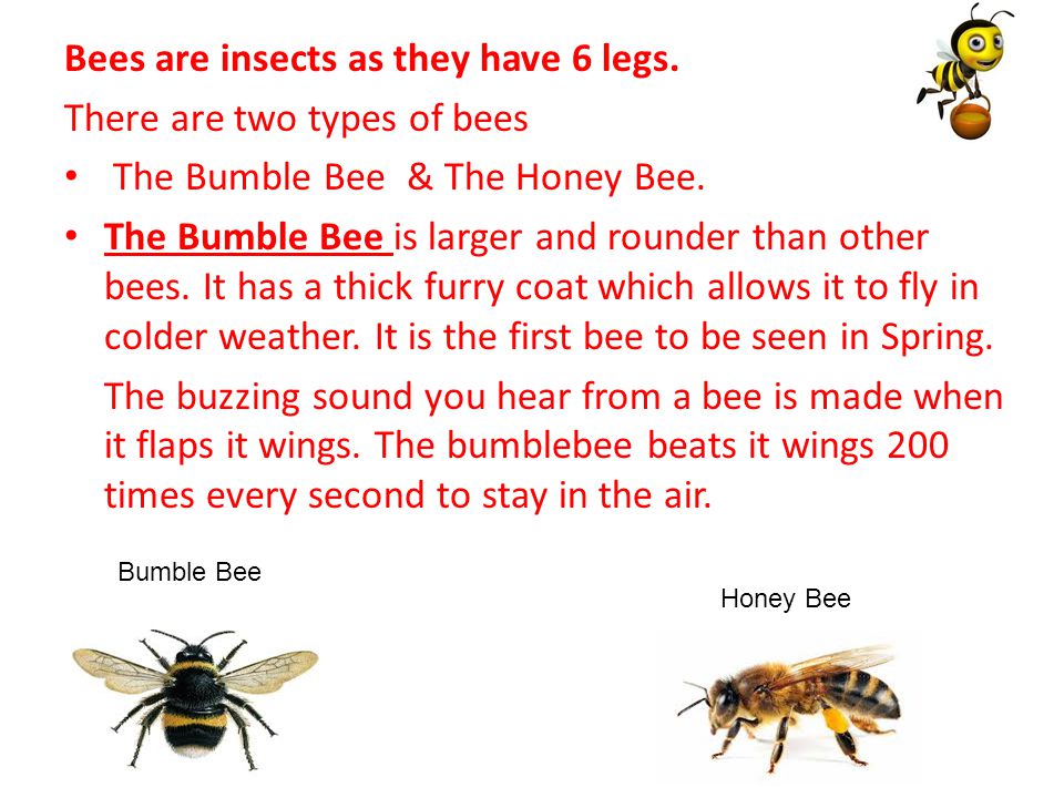 Bees are insects as they have 6 legs. There are two types of bees