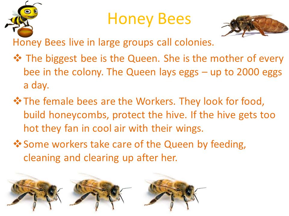 Honey Bees Honey Bees live in large groups call colonies.