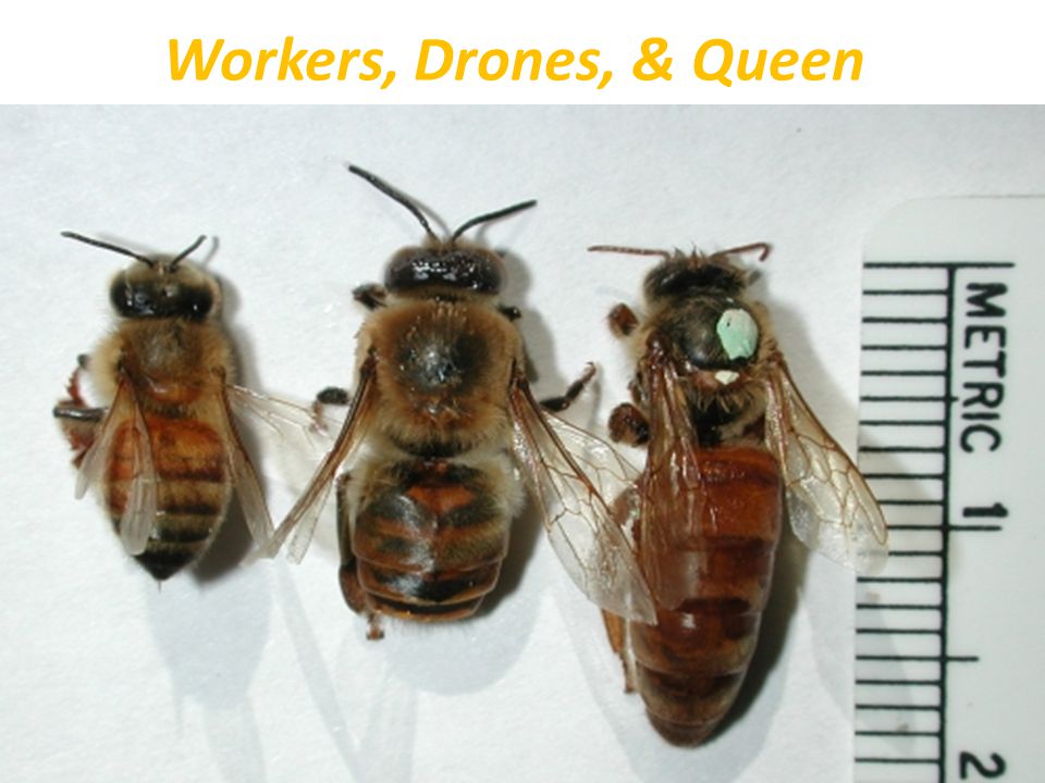 Workers, Drones, & Queen