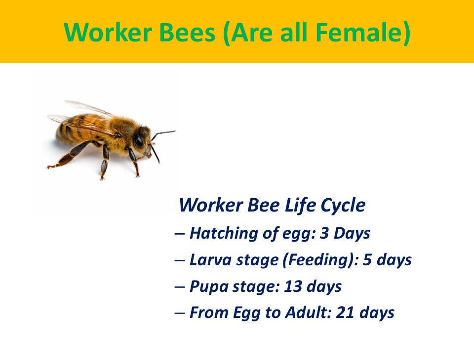 Worker Bees (Are all Female)