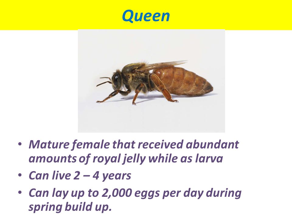 Queen Mature female that received abundant amounts of royal jelly while as larva. Can live 2 – 4 years.