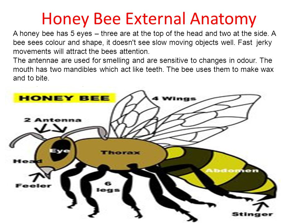 Honey Bee External Anatomy